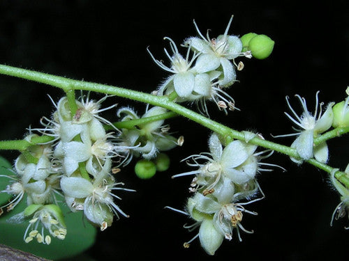 LA QUINTESSENZA Copaiba