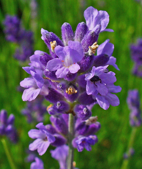 LA QUINTESSENZA Lavanda